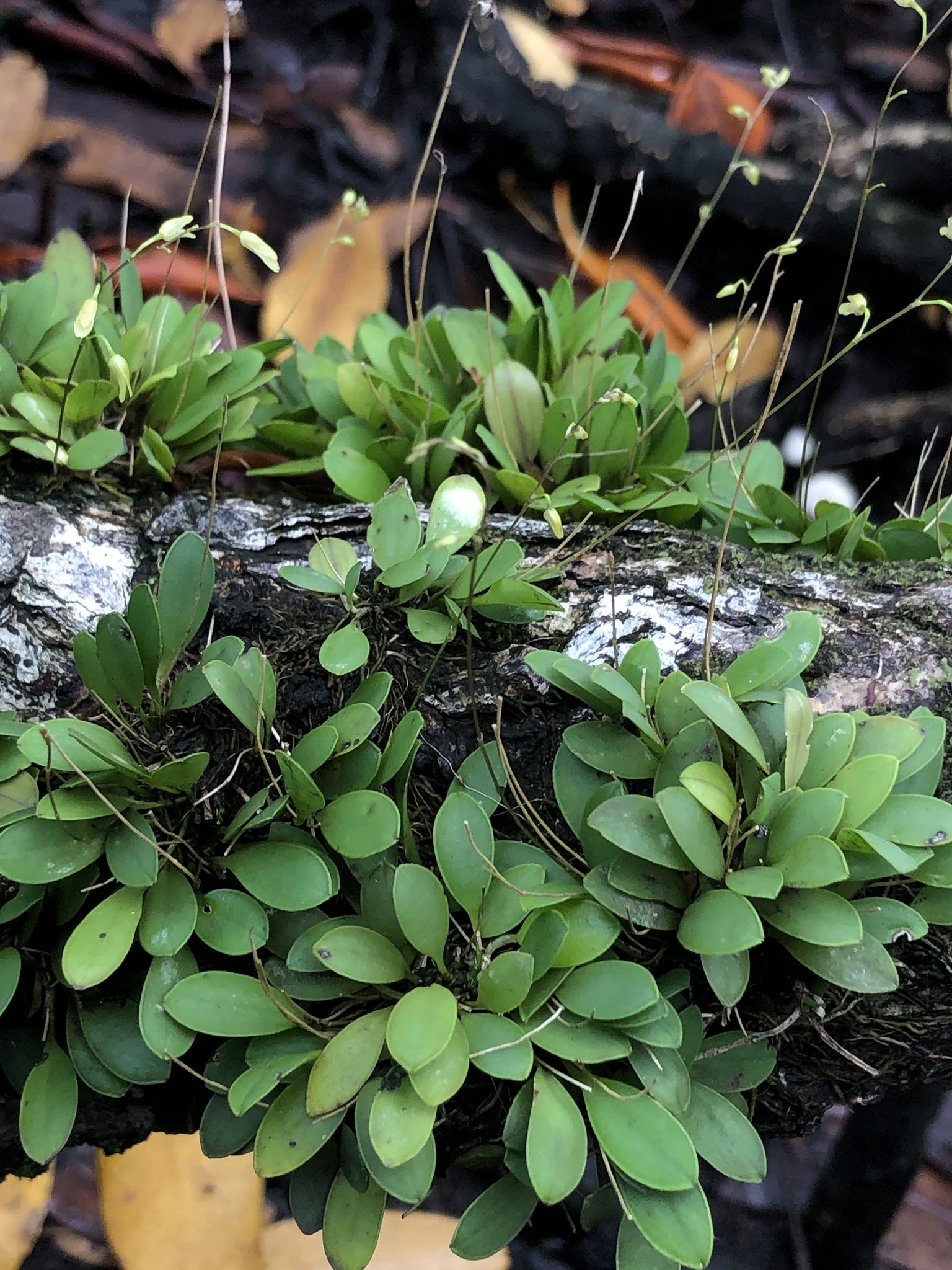 Specklinia grobyi